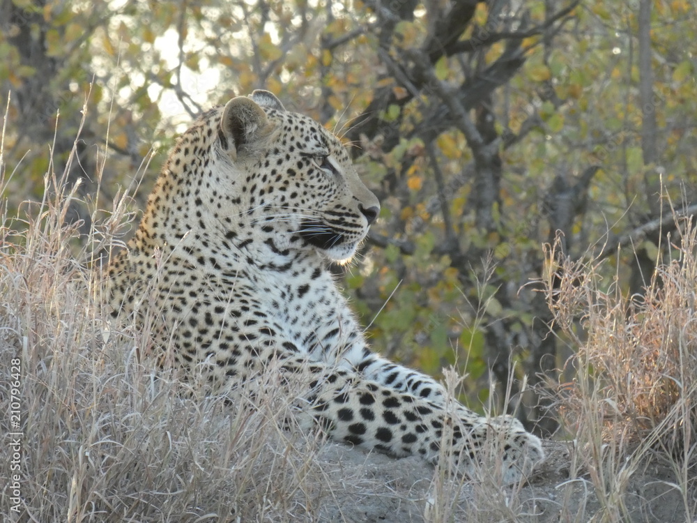 Kruger Park Safari Leopard Kruger Park Safari Leopard