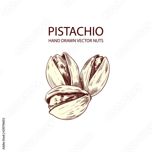 Vector Pistachio Hand Drawn Logo Illustration, Outline Drawing, Isolated Nuts.