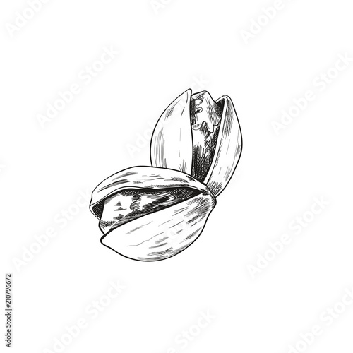 Vector Nuts Hand Drawn Illustration, Two Nuts, Outline Drawings Isolated.
