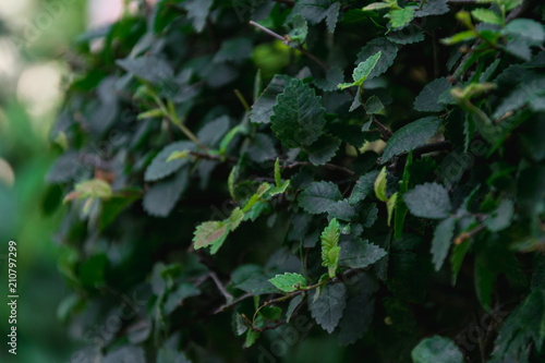 green leaf texture, bush