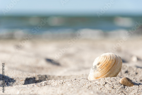 sea shell in the sand on the beach © Vitaliy