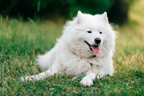 Adorable amazing white fluffy happy samoyed puppy lying on grass outdoor at nature in summer.  Portrait of beautiful purebred dog relaxing on field.  Lovely furry smiling pet on meadow.