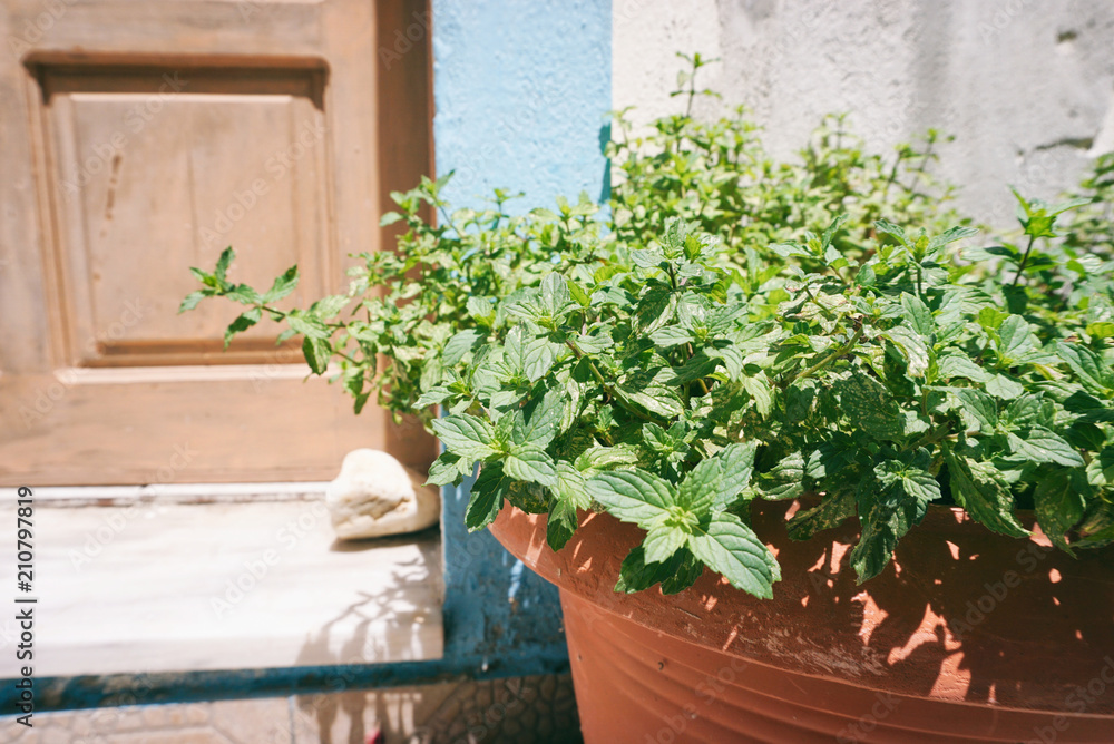 Fresh mint in a pot, old door at the background