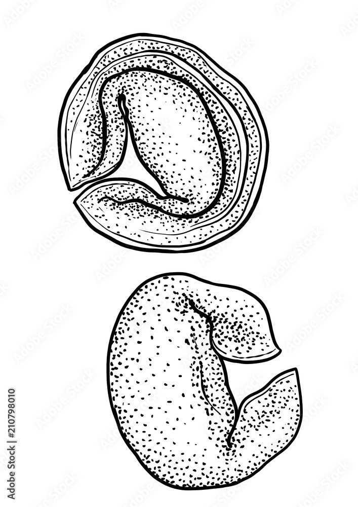 Ravioli, tortellini pasta illustration, drawing, engraving, ink, line art, vector Stock Vector