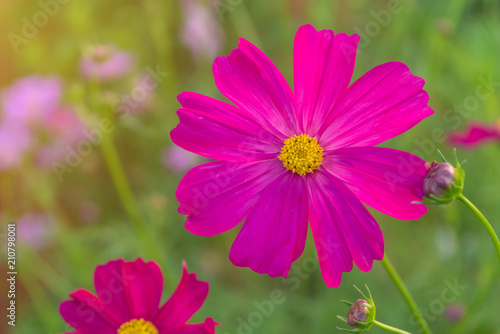Cosmos colorful flower in the beautiful garden