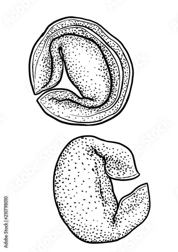 Ravioli, tortellini pasta illustration, drawing, engraving, ink, line art, vector