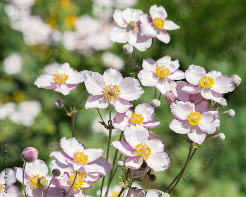 Japanese anemone in nature photo