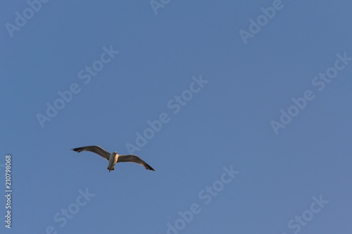 bird, sea gull flying in the blue sky