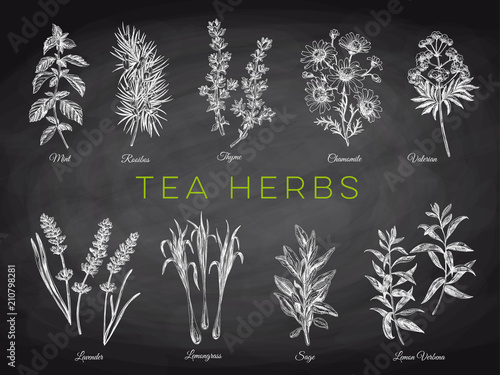 vector hand drawn tea herbs Illustrations