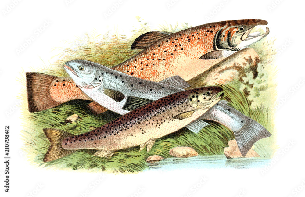 illustration of salmon
