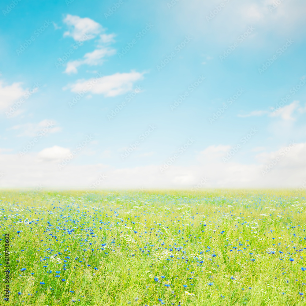 Obraz premium Beautiful Nature Summer Flower landscape