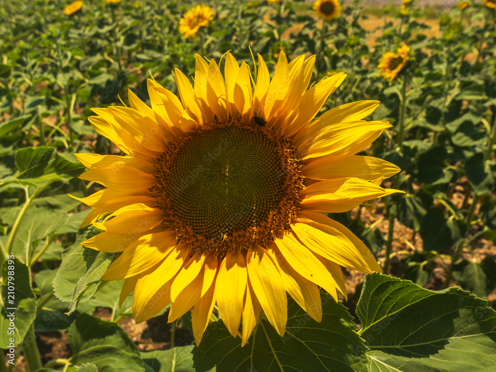 Field of sunflowers on a clear summer day Field of sunflowers on a clear summer day