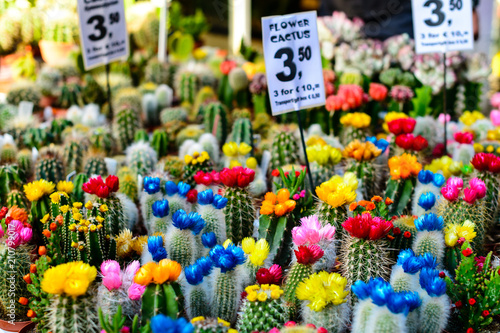 Colorful beautiful fresh flowers for sale on the market in Amste