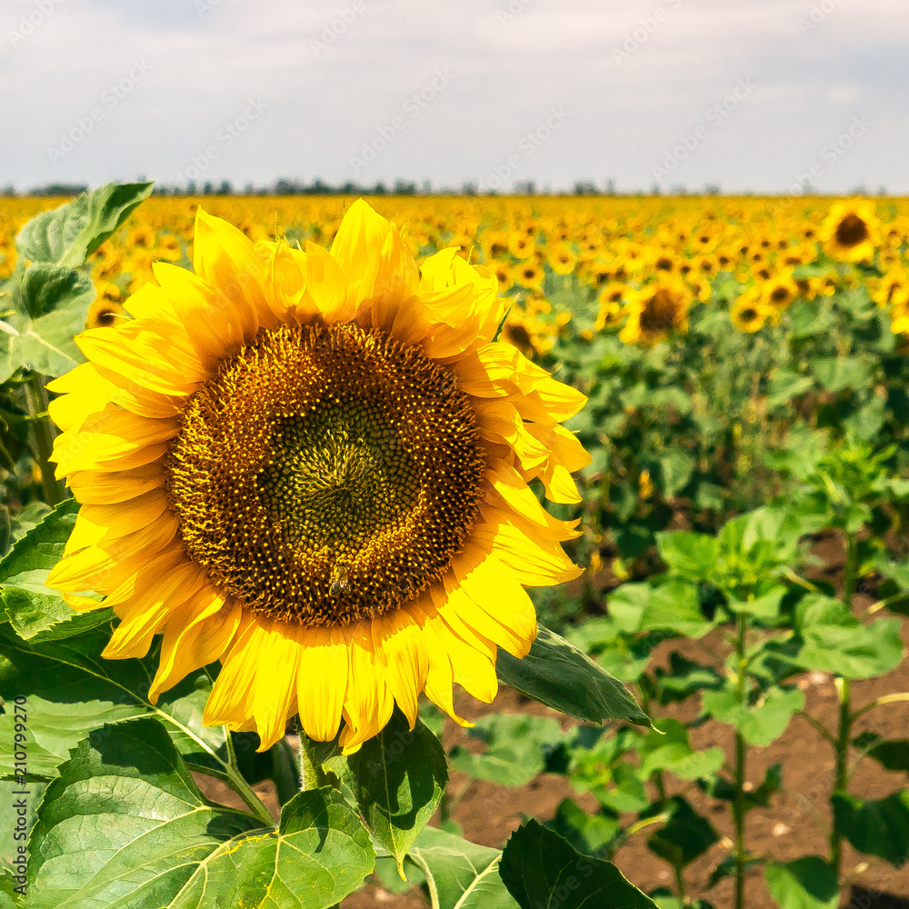 Fototapeta premium Field of sunflowers on a clear summer day