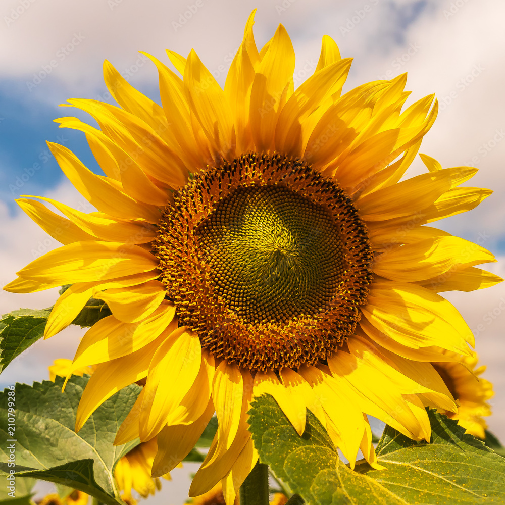 Obraz premium Field of sunflowers on a clear summer day