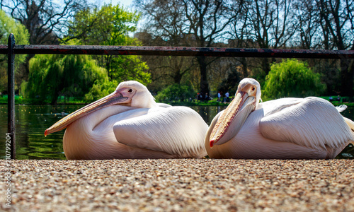 pelicans in london