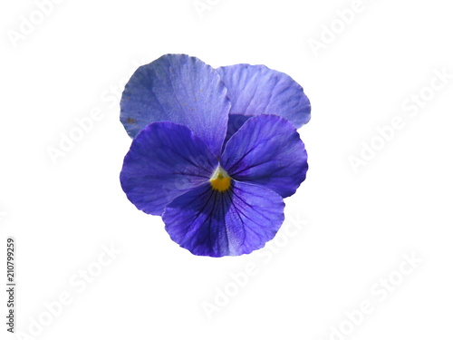 Blue flower of garden pansy (Viola) isolated on white background.    © gratysanna