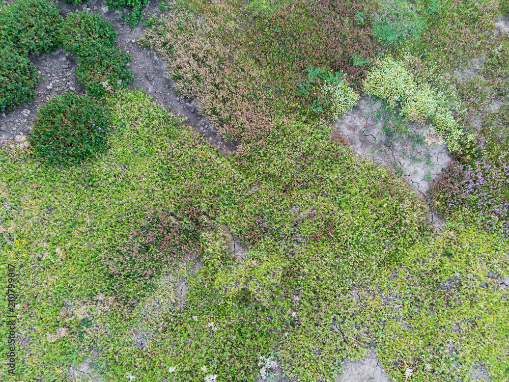 Fototapeta premium Natural vegetative texture