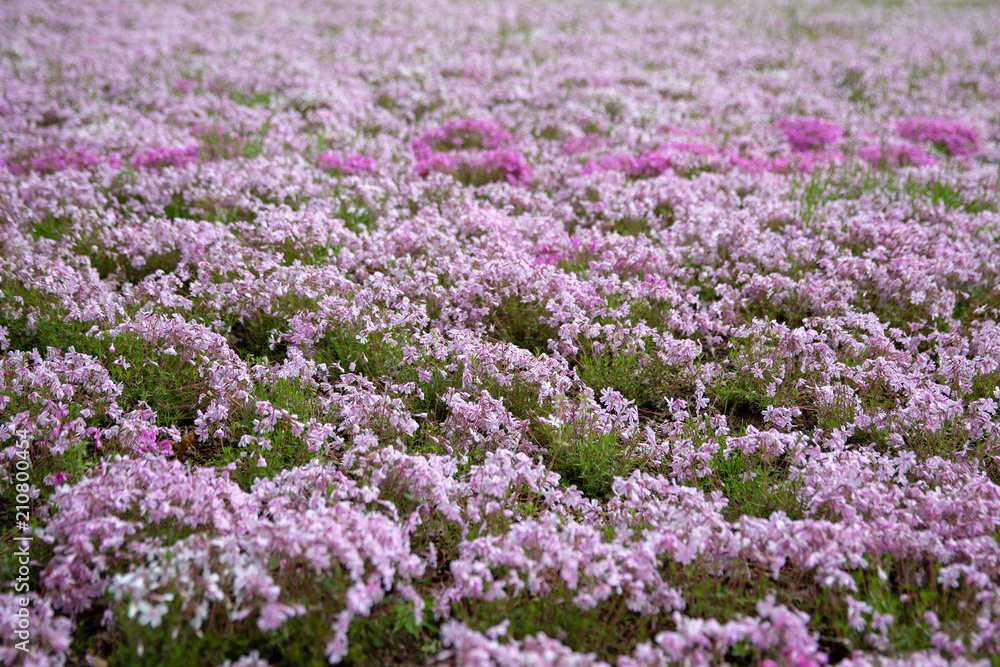 moss field at Shibazakura flower festival