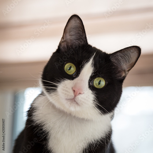 Photography Black and White Tuxedo Cat with Tilted head
