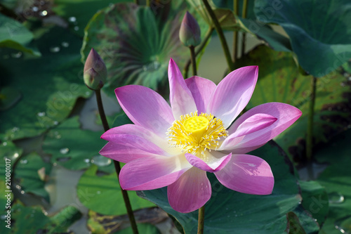 Lotus flowers are blooming in the field.