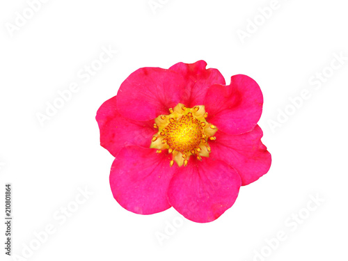 Single pink flower of strawberry (Fragaria) isolated on white background.
