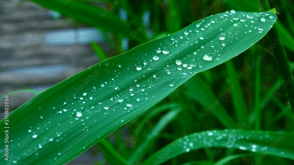 drops of water after the rain with birds singing drops of water after the rain with birds singing