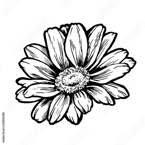 Ink daisy flower line graphic sketch