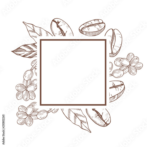 Vector frame with hand drawn  coffee plant and beans