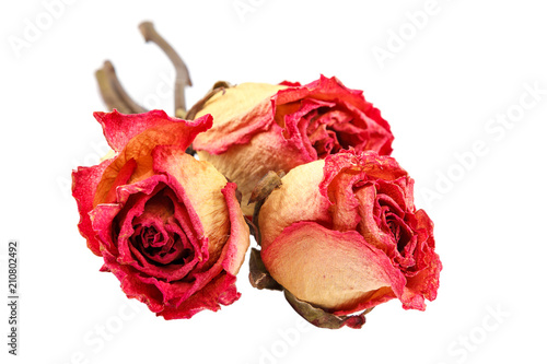 Dried rose flowers isolated on white background