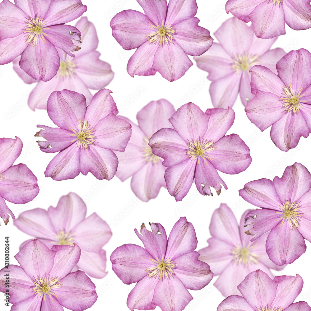 Beautiful floral background of clematis. Isolated 