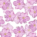 Beautiful floral background of clematis. Isolated 