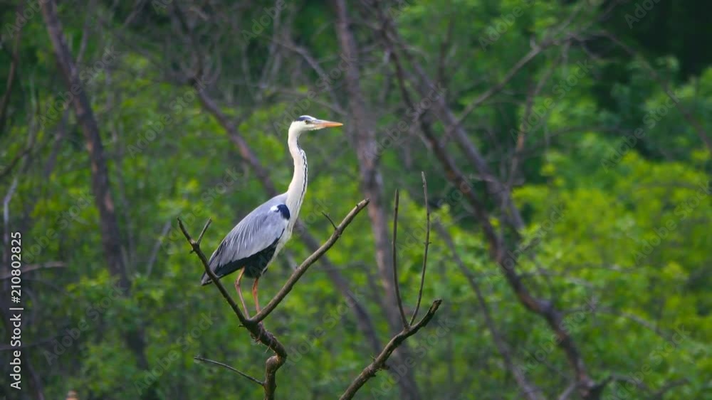Gray Heron seated and flown away from the screen Gray Heron seated and flown away from the screen
