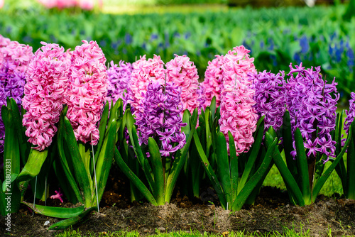 Beautiful blooming bright fresh hyacinth flowers in the garden o photo