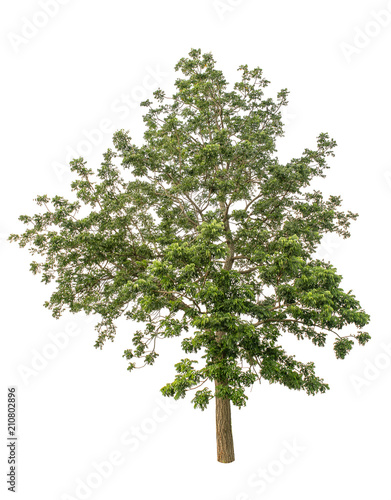 Isolated Tree on white background  Suitable for use in landscape design  Tree from thailand  Asia