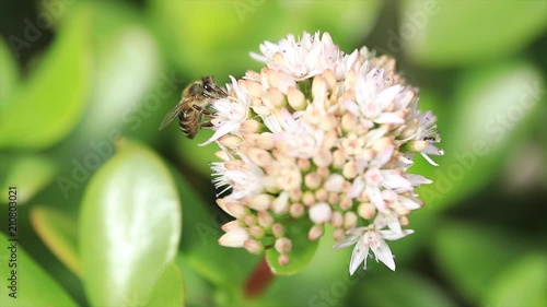 HONEY BEE 1