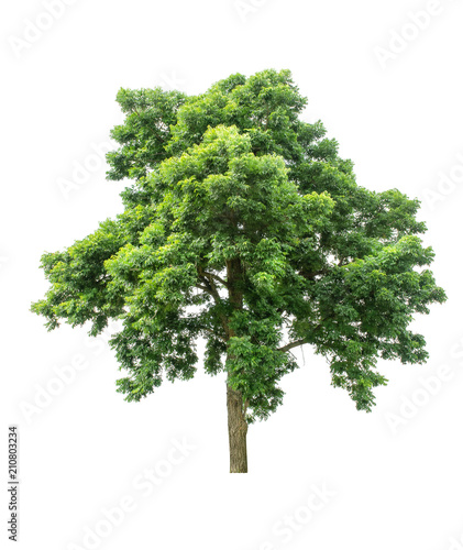 Isolated Tree on white background ,Suitable for use in landscape design, Tree from thailand, Asia