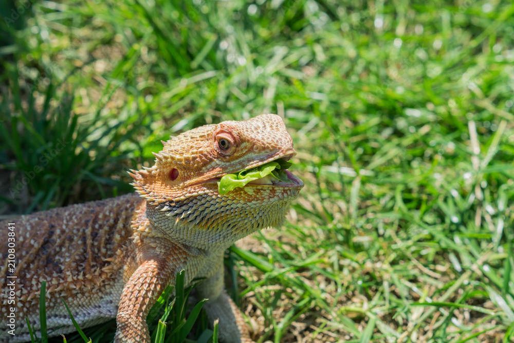 Closeup of a Bearded Dragon (Pogona vitticeps) on green grass. Exotic domestic pet. Closeup of a Bearded Dragon (Pogona vitticeps) on green grass. Exotic domestic pet.