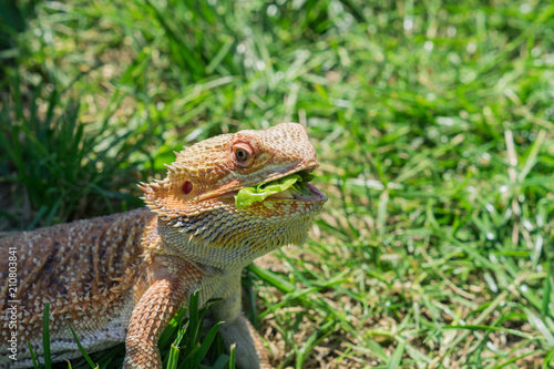 Closeup of a Bearded Dragon (Pogona vitticeps) on green grass. Exotic domestic pet.