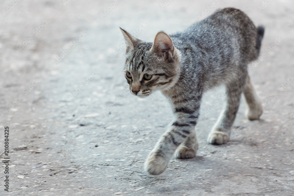 Young gray cat walks along the asphalt. Young gray cat walks along the asphalt.