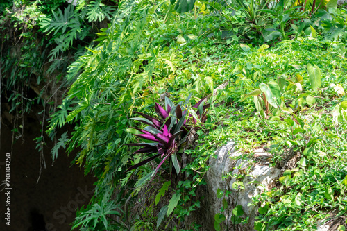 Picturesque Cenote Ik Kil - underground cave filled with crystal blue water, exotic plants on the edges of Cenote photo