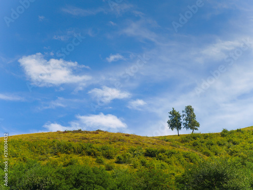 Two isolated trees on top of a green hill with blue sky background	