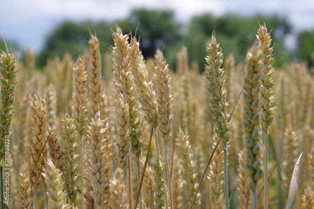 ears of golden wheat on the field ears of golden wheat on the field