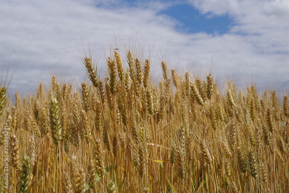 wheat field with a cloudy sky