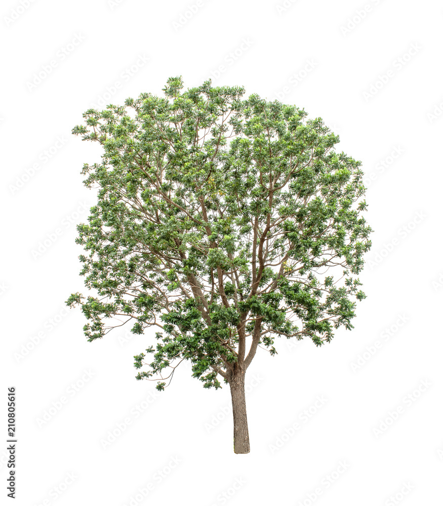 Isolated Tree on white background ,Suitable for use in landscape design, Tree from thailand, Asia Isolated Tree on white background ,Suitable for use in landscape design, Tree from thailand, Asia