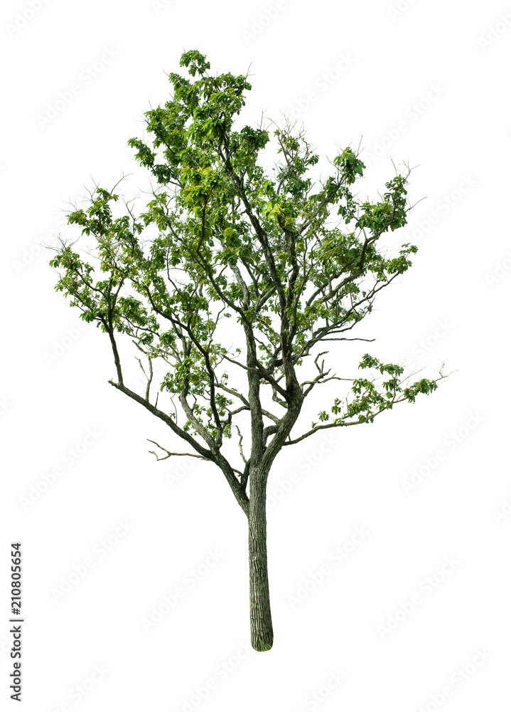 Isolated Tree on white background ,Suitable for use in landscape design, Tree from thailand, Asia Isolated Tree on white background ,Suitable for use in landscape design, Tree from thailand, Asia