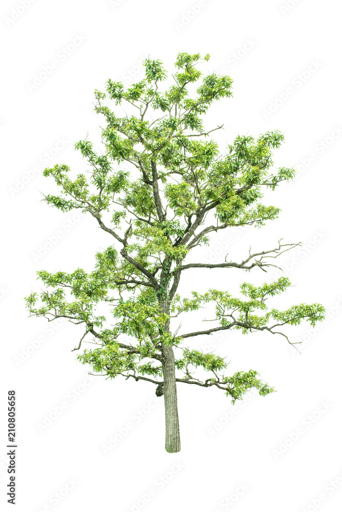 Fototapeta premium Isolated Tree on white background ,Suitable for use in landscape design, Tree from thailand, Asia