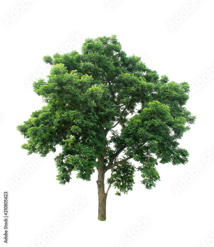 Isolated Tree on white background ,Suitable for use in landscape design, Tree from thailand, Asia