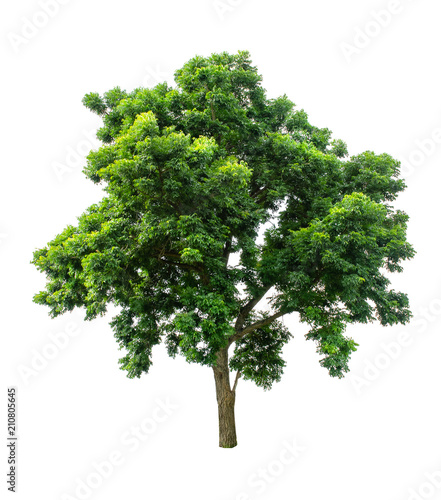 Isolated Tree on white background  Suitable for use in landscape design  Tree from thailand  Asia