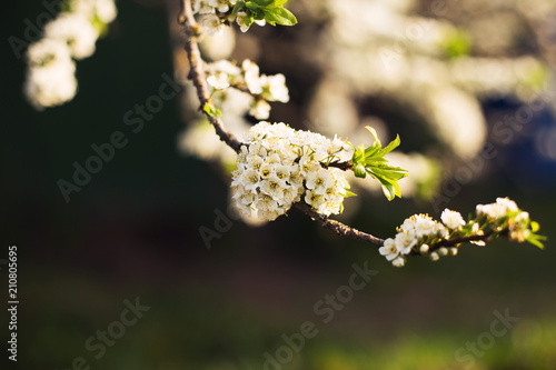 branch of a flowering tree. tree in bloom © stopabox